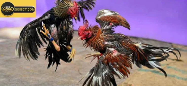 Tìm Hiểu Về Đá Gà Go88 Và Cách Tham Gia Cược 1 Đá Gà Go88