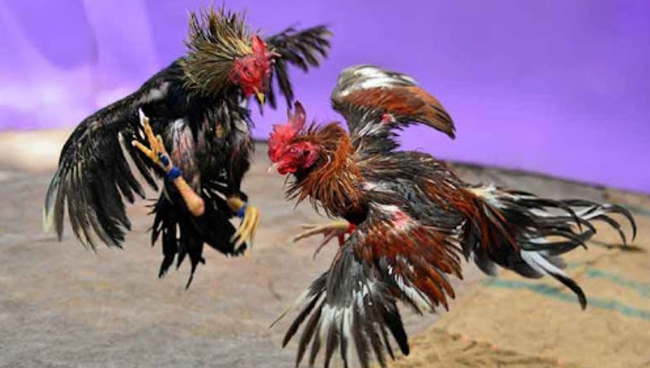 Lý Do Đá Gà Xocdia88 Thu Hút Dân Cá Cược