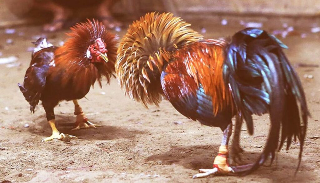 Khám Phá Sức Hút Đá Gà SV368: Văn Hóa Gà Chọi Đỉnh Cao 7 Đá Gà SV368