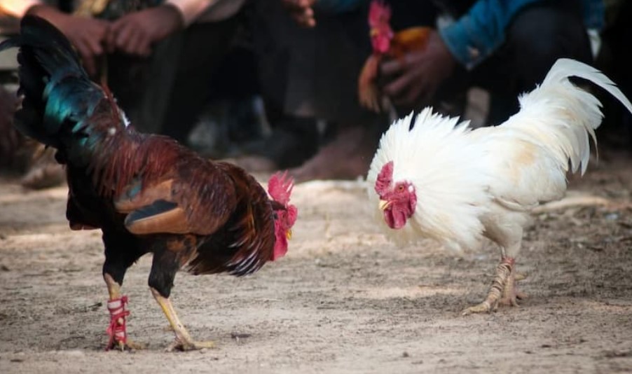 Đặc Điểm Nổi Bật Của Đá Gà SV368